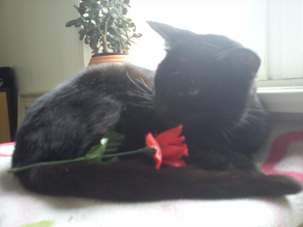 Huskat Cooke billede 1