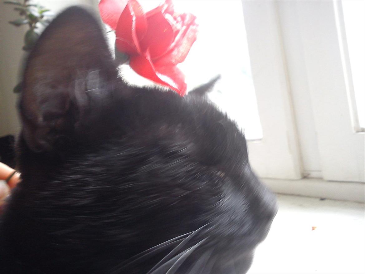 Huskat Cooke billede 9