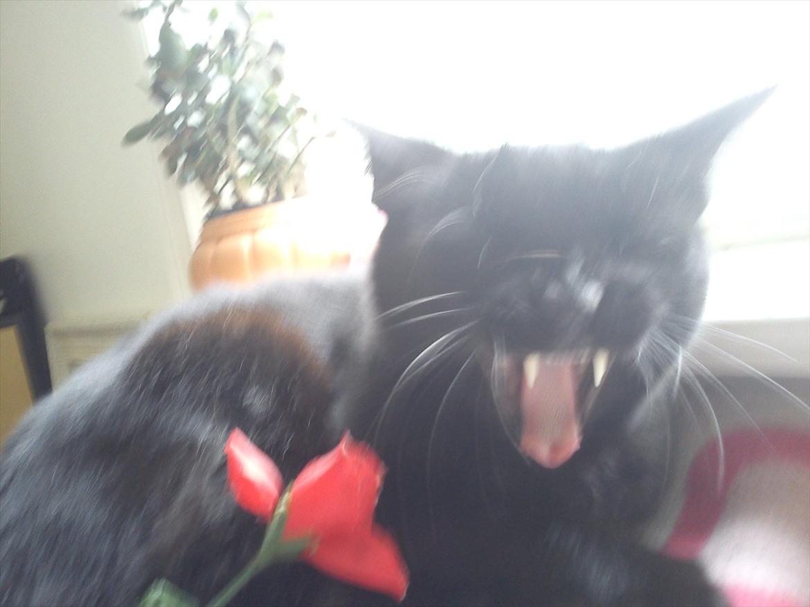 Huskat Cooke billede 2