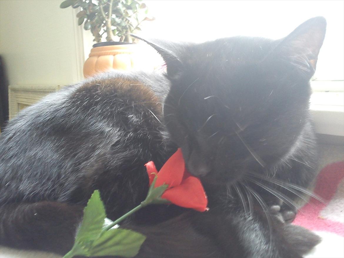 Huskat Cooke billede 10