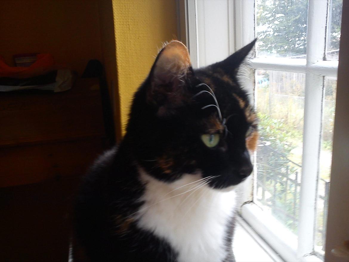 Huskat Pusher billede 4