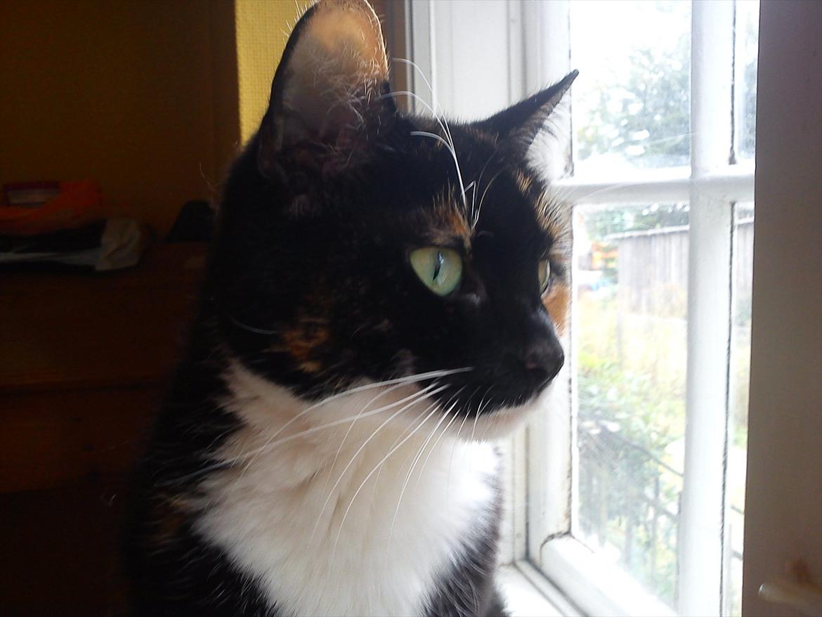 Huskat Pusher billede 3