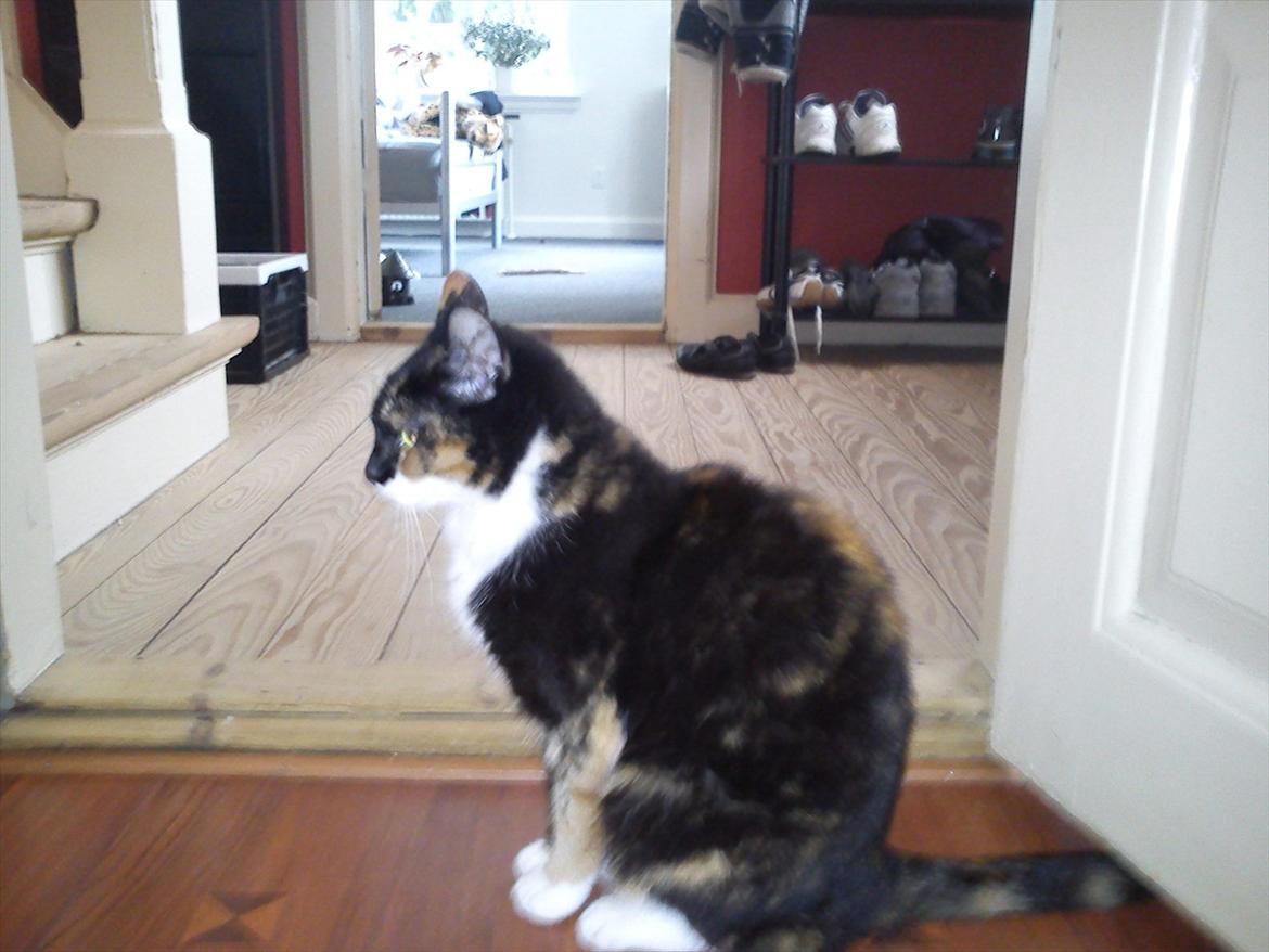 Huskat Pusher billede 5