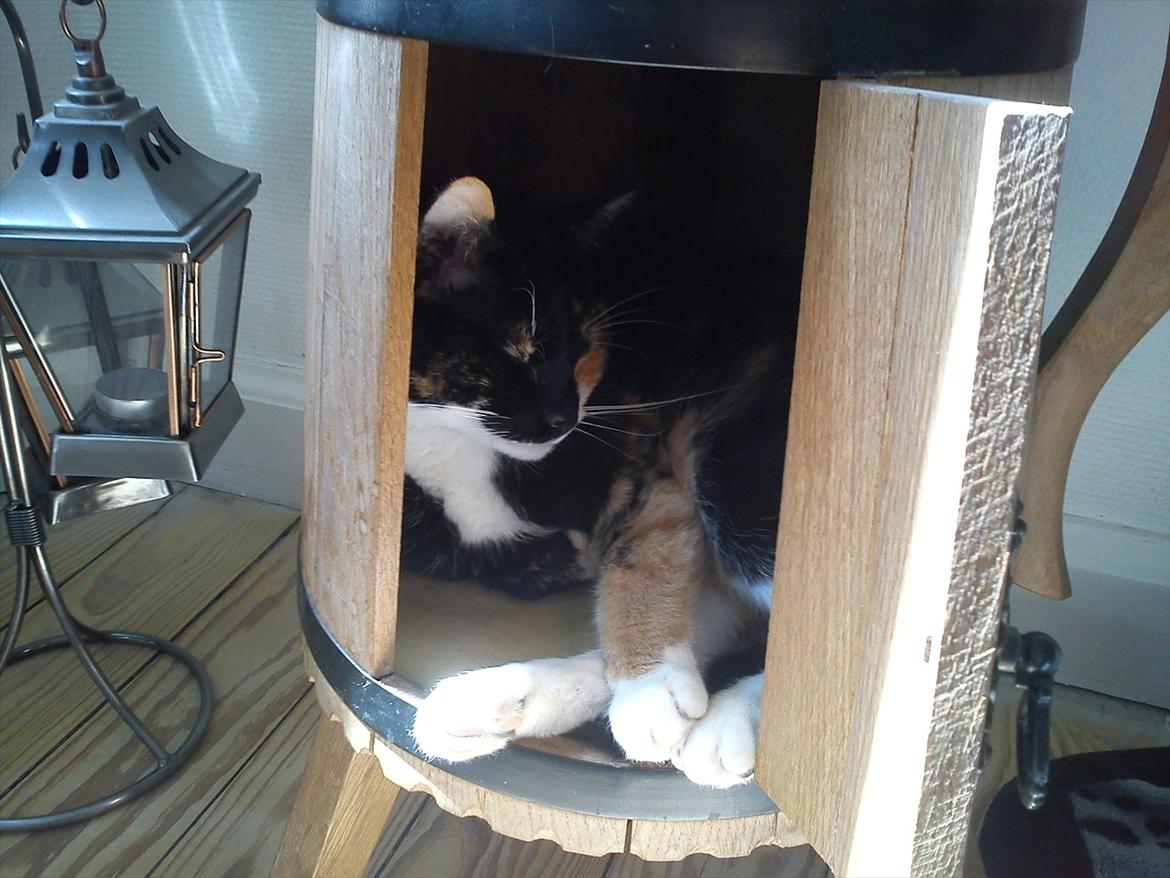 Huskat Pusher billede 2