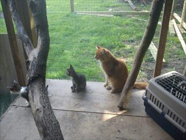 Maine Coon Cæsar billede 2