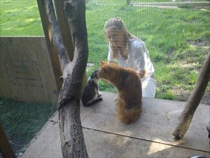 Maine Coon Cæsar billede 3