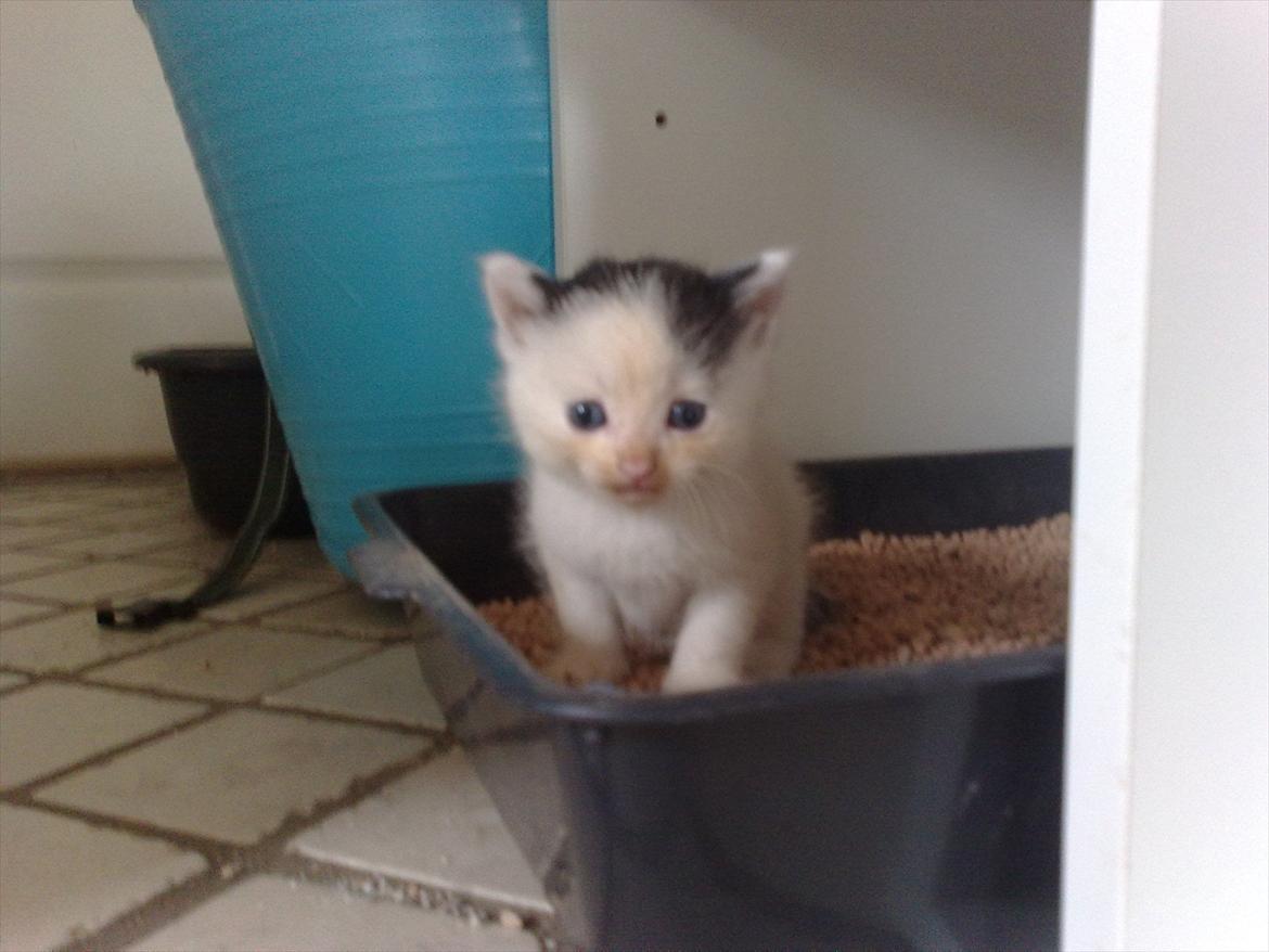 Huskat Stump billede 1