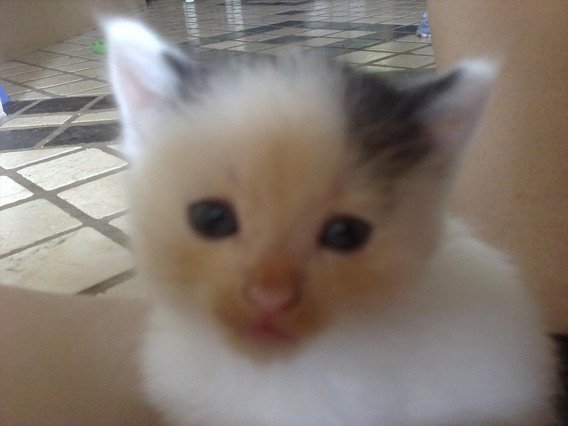 Huskat Stump billede 2