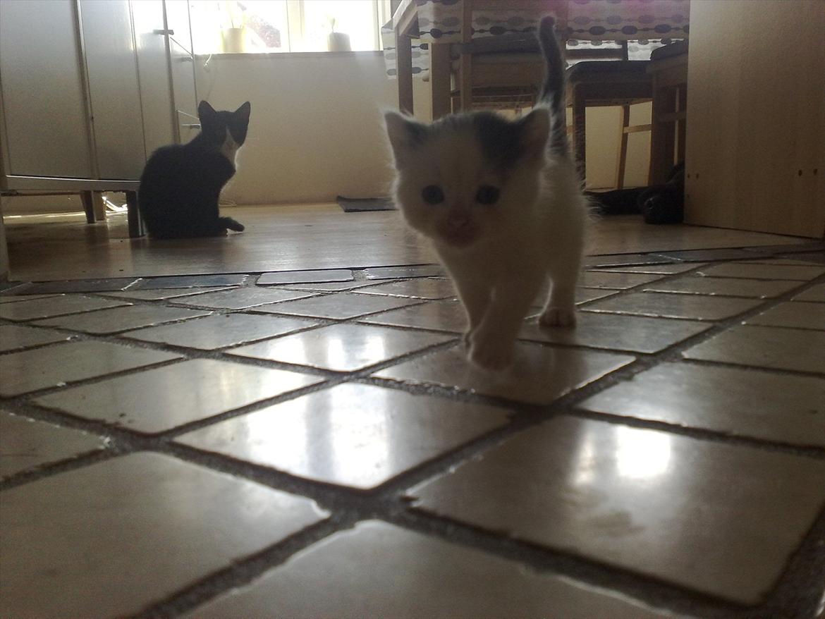 Huskat Stump billede 3