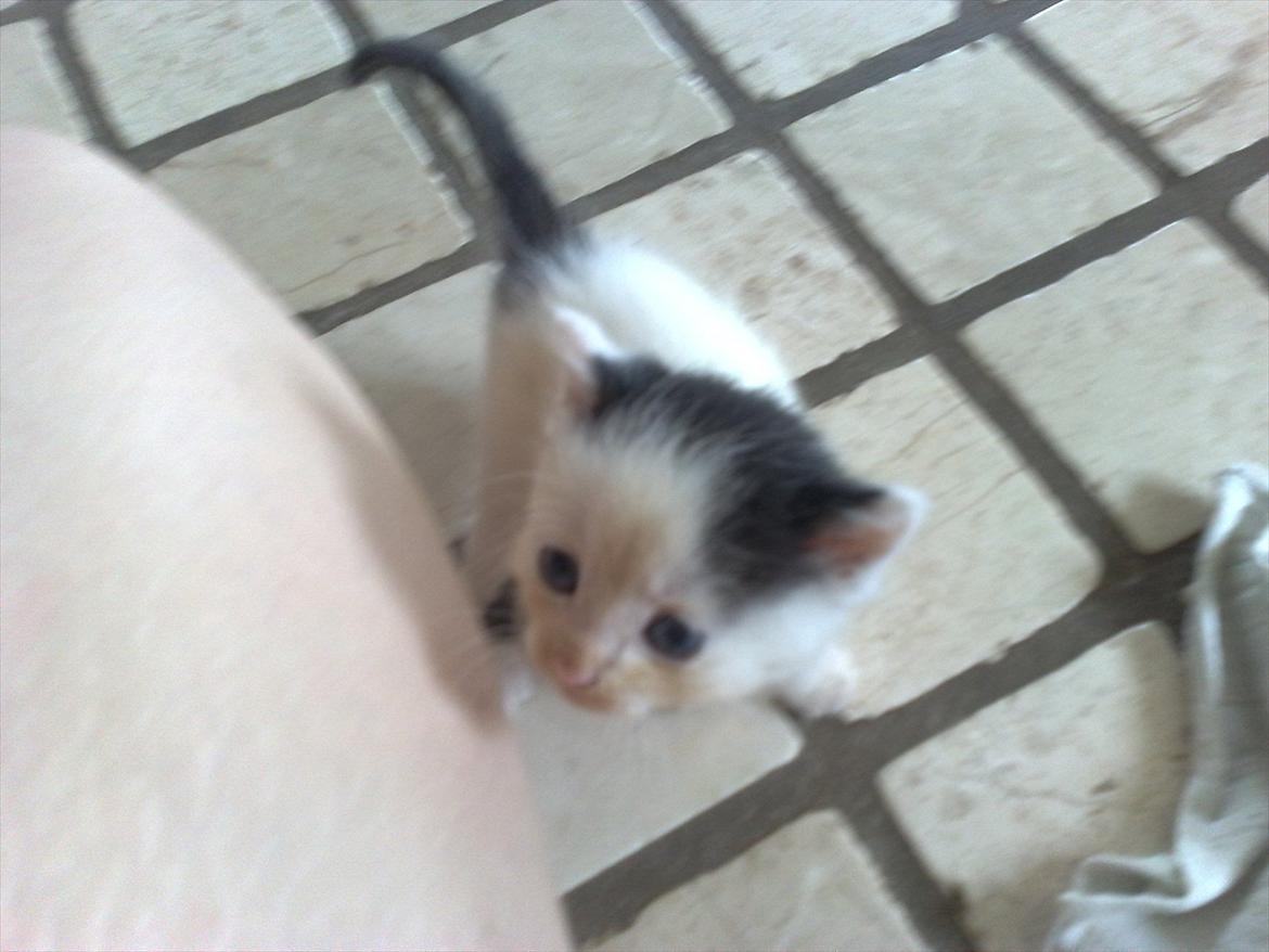 Huskat Stump billede 4