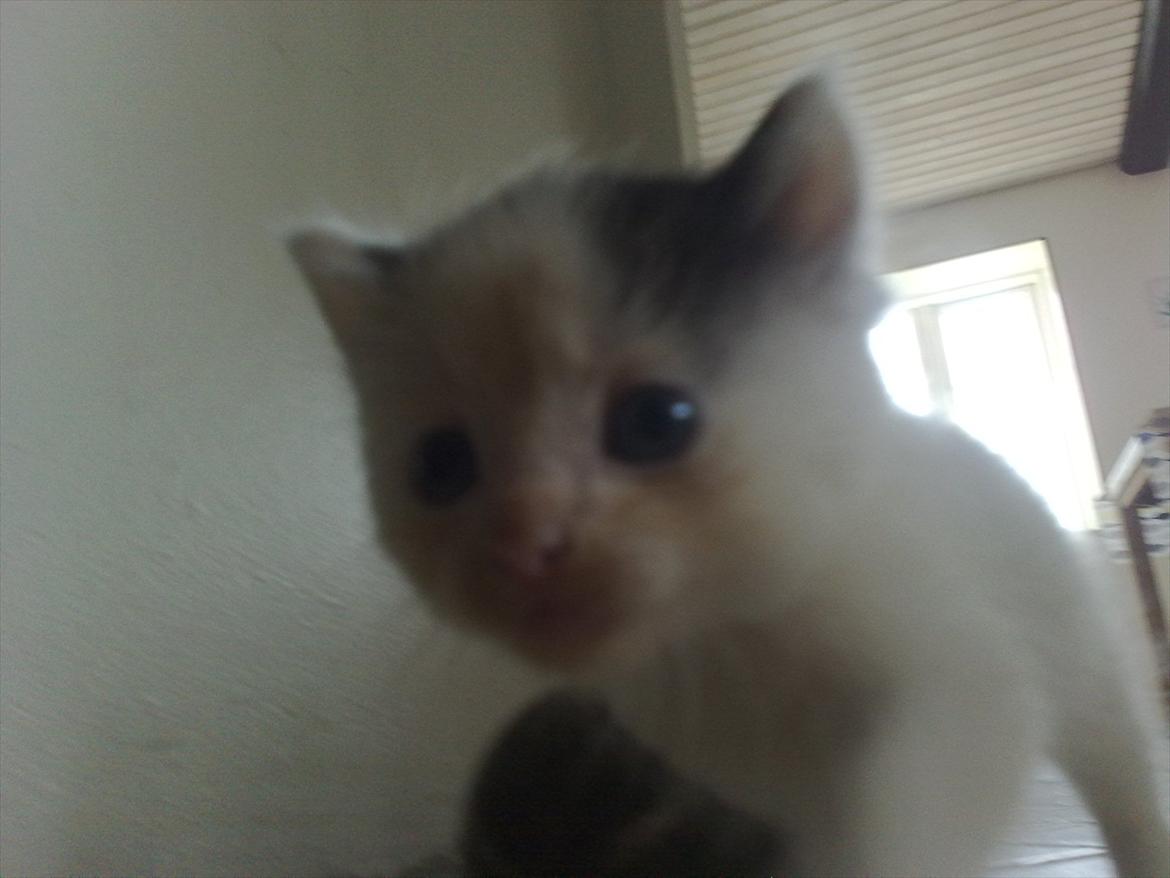 Huskat Stump billede 5