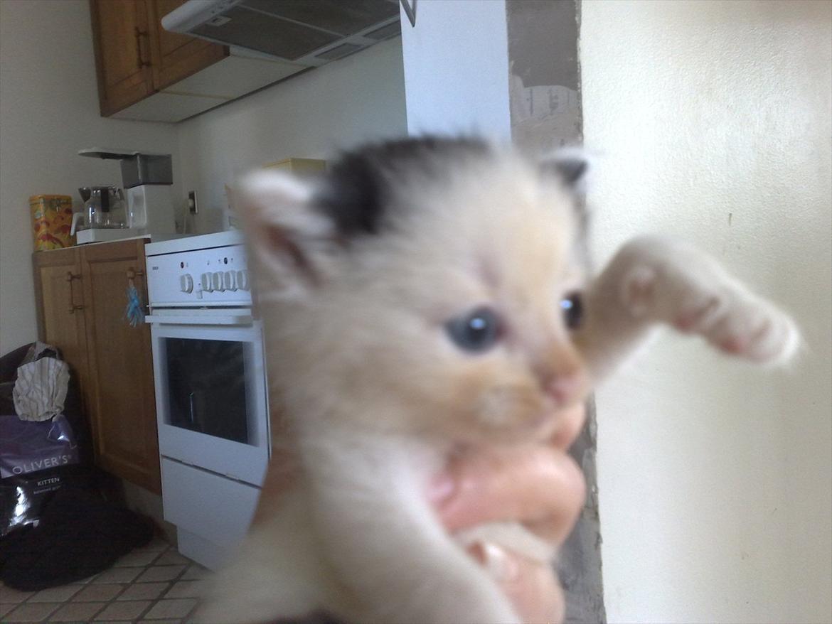 Huskat Stump billede 6