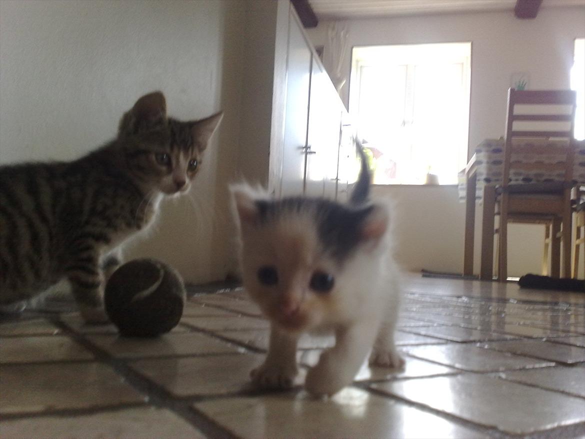 Huskat Stump billede 7