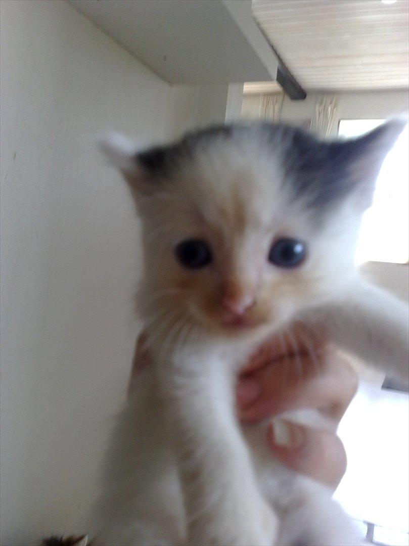 Huskat Stump billede 8