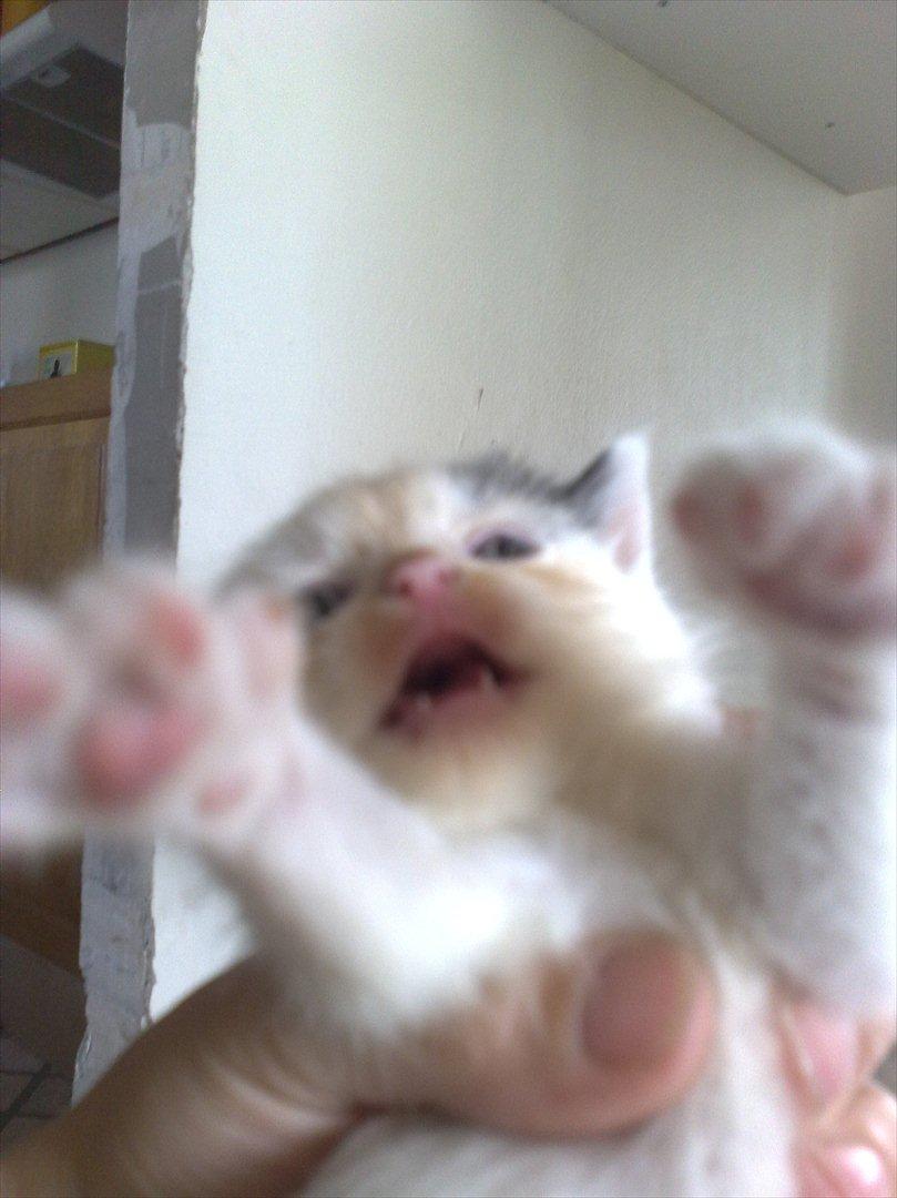 Huskat Stump billede 9