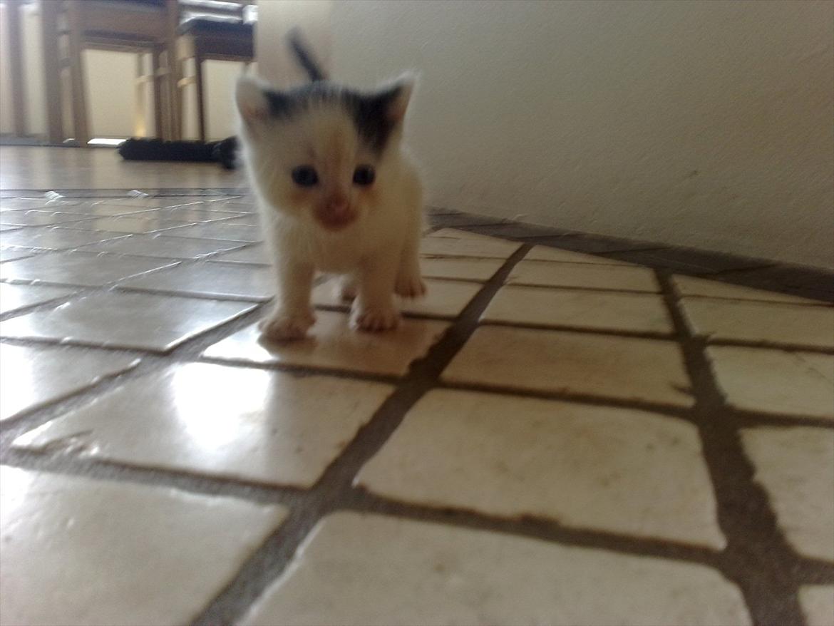 Huskat Stump billede 10