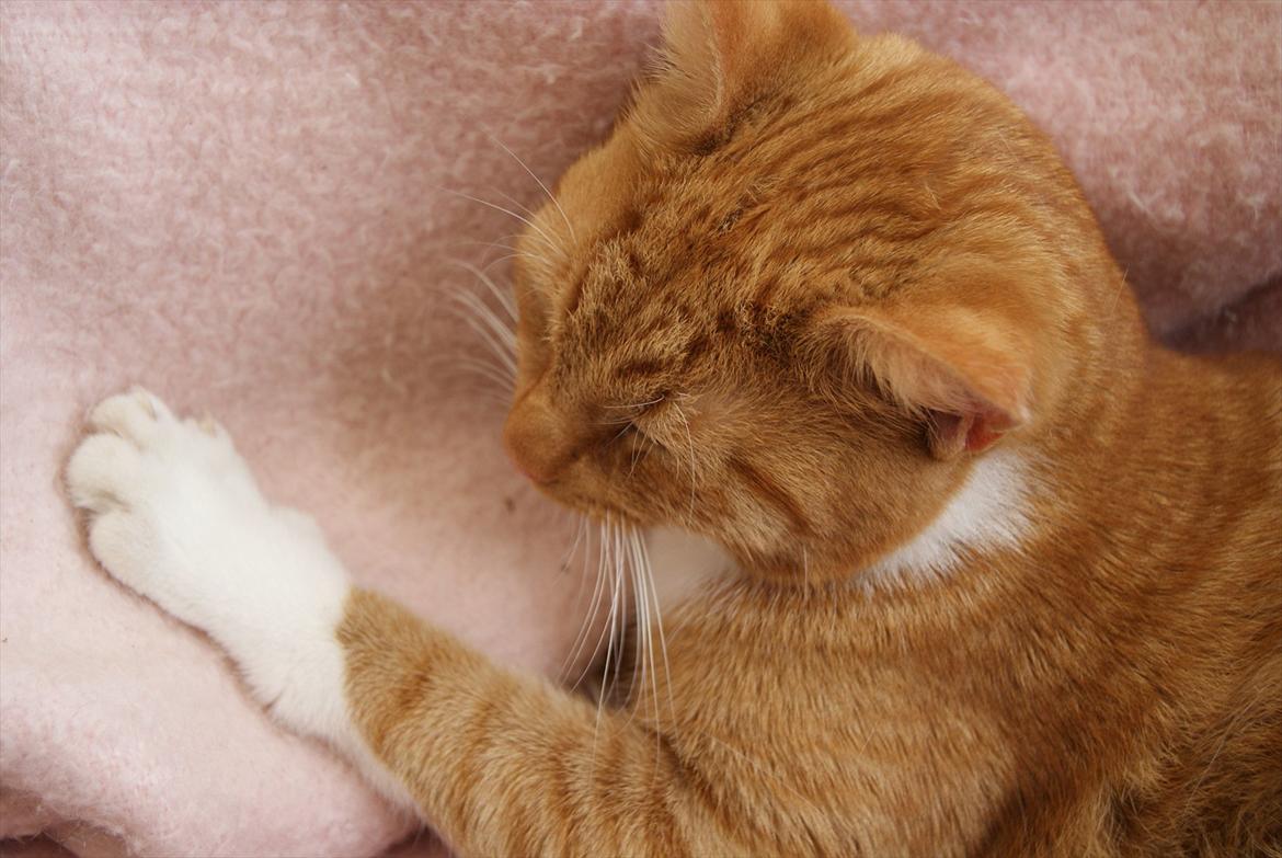 Huskat Basse  - Velkommen til min Lille Basses Profil! :D billede 1