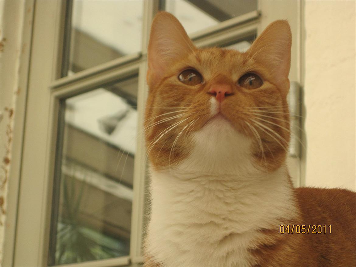 Huskat Basse  billede 2