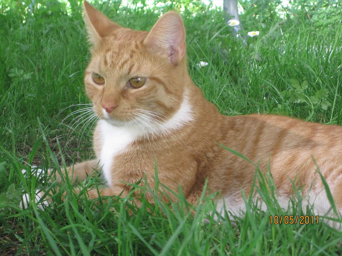 Huskat Basse  billede 6