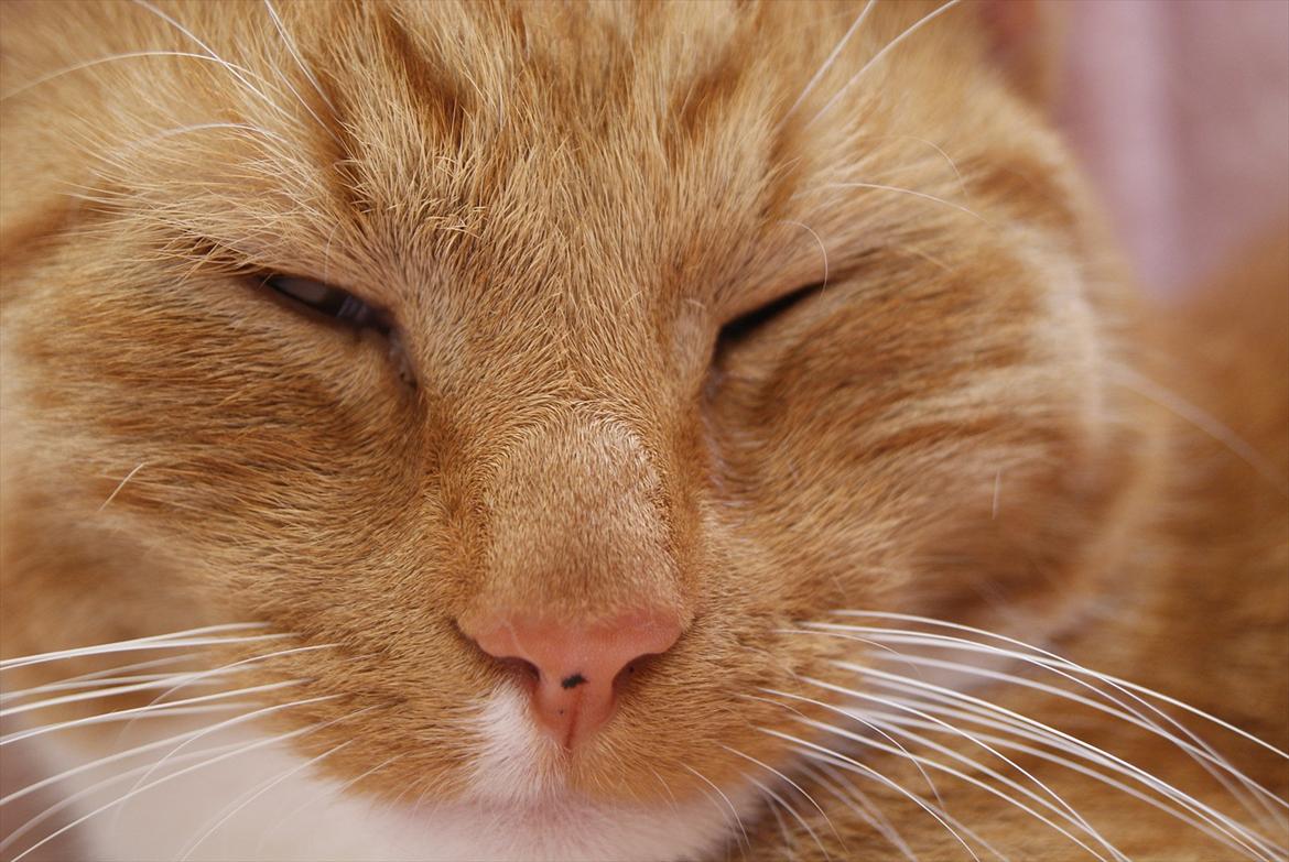 Huskat Basse  - me looove! :'i <3 billede 3