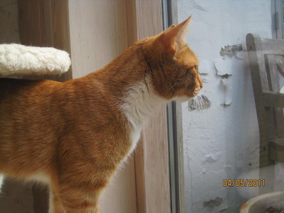 Huskat Basse  billede 5