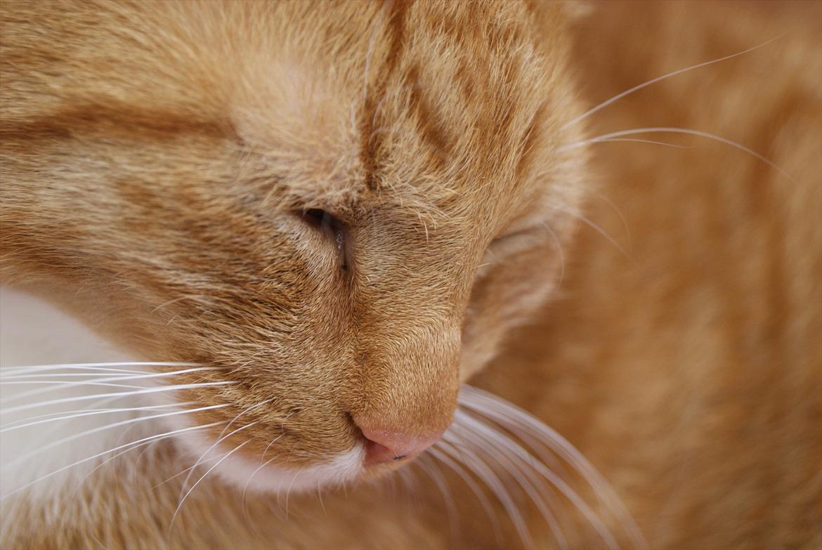 Huskat Basse  - <33 billede 7