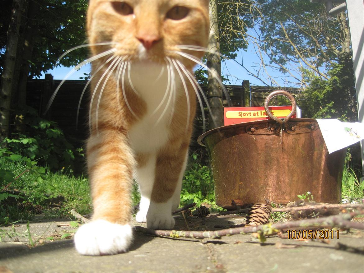 Huskat Basse  - Farvel igen! Smid en kommentár eller bedømmelse? :D billede 9