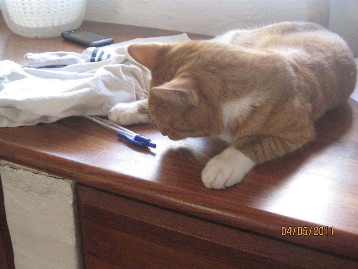 Huskat Basse  - Basse, som synes alt er interresant........ :P billede 4