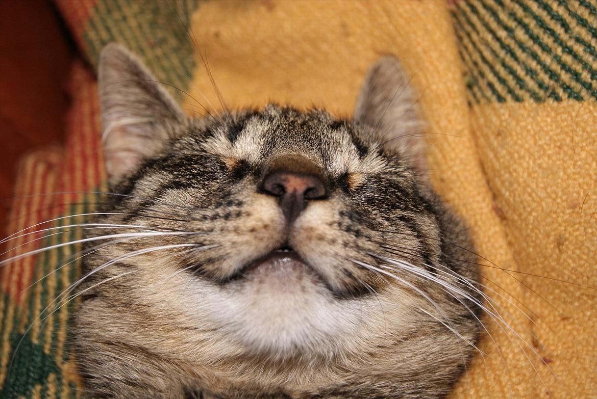 Huskat Buddha - grim, grim, grim, sød. :'i <3 billede 4