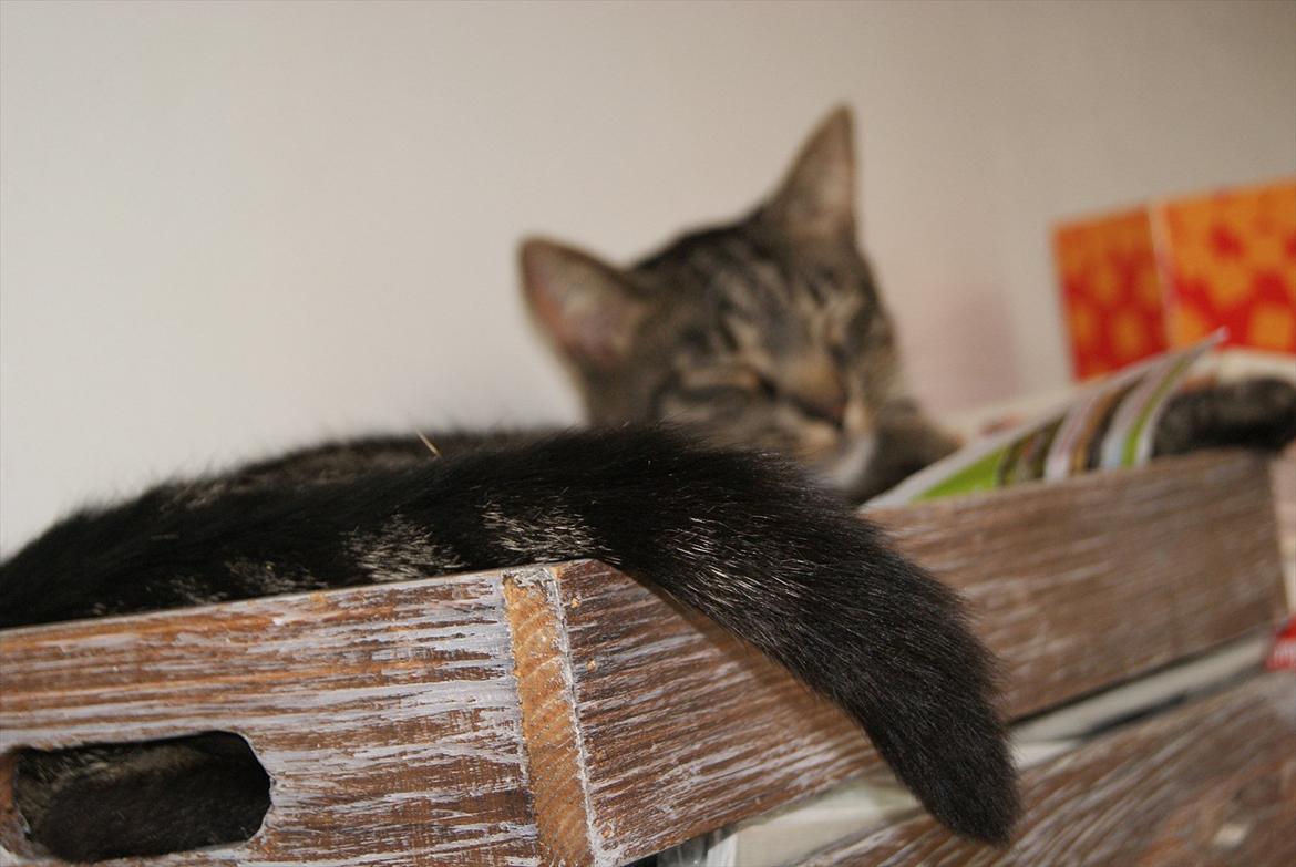 Huskat Buddha - SLUT! I': Smid en kommentár eller bedømmelse på vejen? d: billede 11