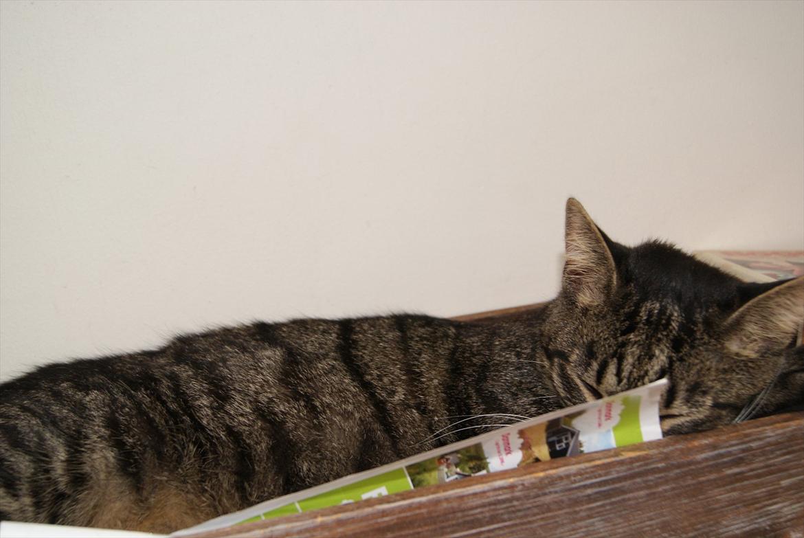 Huskat Buddha - Så fik man lige den idé at sove i bladekurven? xD billede 3