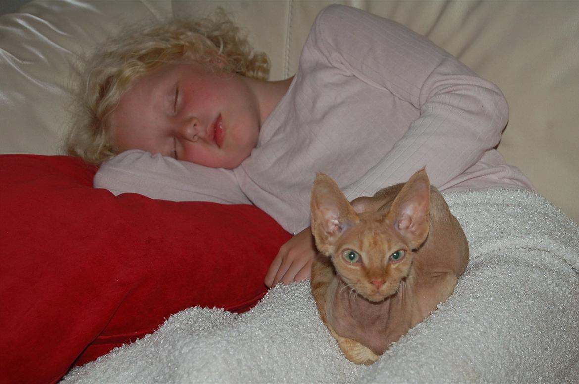 Devon Rex Simba - Putter med Jessica, som er faldet i søvn billede 5