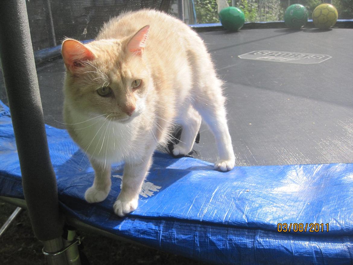 Blanding af racer Zimba | Tyksak! <3 - Velkommen til Tykkes profil! <3 billede 1