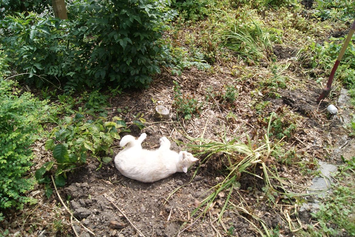 Blanding af racer Zimba | Tyksak! <3 - Nuurgh! I'; Rulletur <3 billede 2