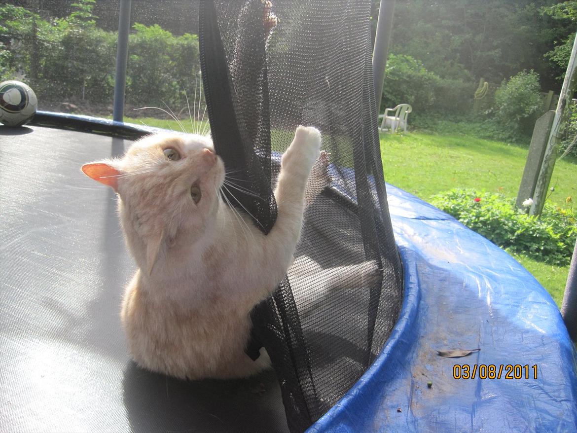 Blanding af racer Zimba | Tyksak! <3 - Se det det jeg siger? trampolinen skal døøø! d: <33 billede 5