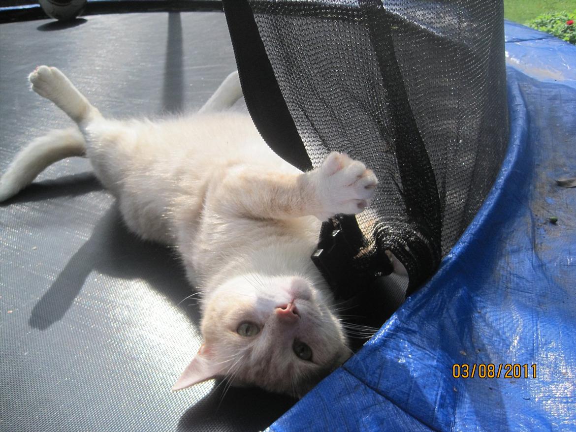 Blanding af racer Zimba | Tyksak! <3 - Og igen .. <33 billede 6