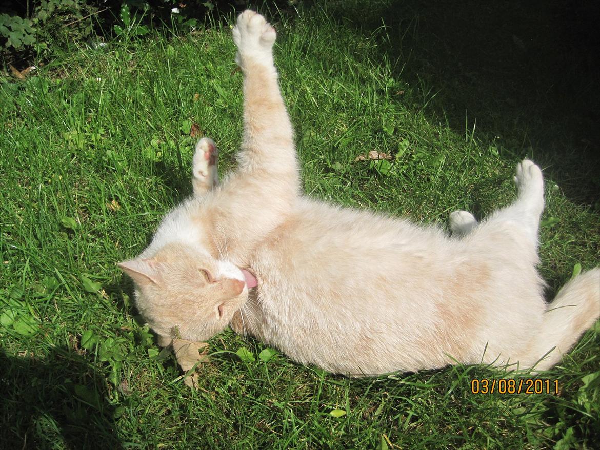 Blanding af racer Zimba | Tyksak! <3 billede 3