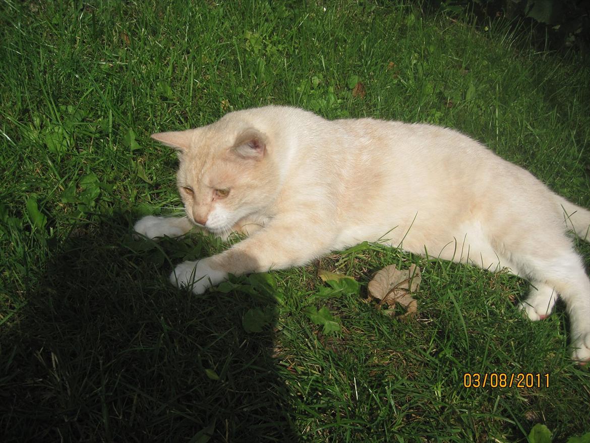 Blanding af racer Zimba | Tyksak! <3 - Farlig løve ! xD billede 4