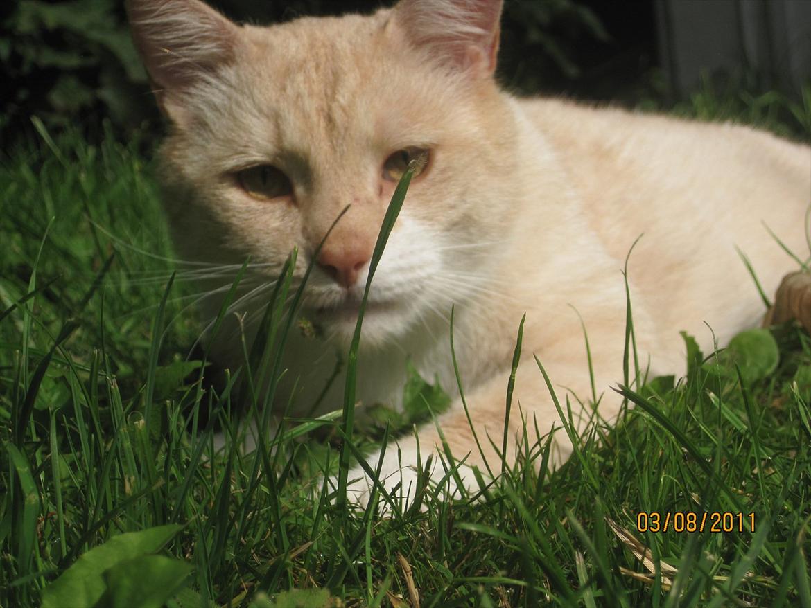 Blanding af racer Zimba | Tyksak! <3 - Uf.. søde misser! :D <3 billede 7