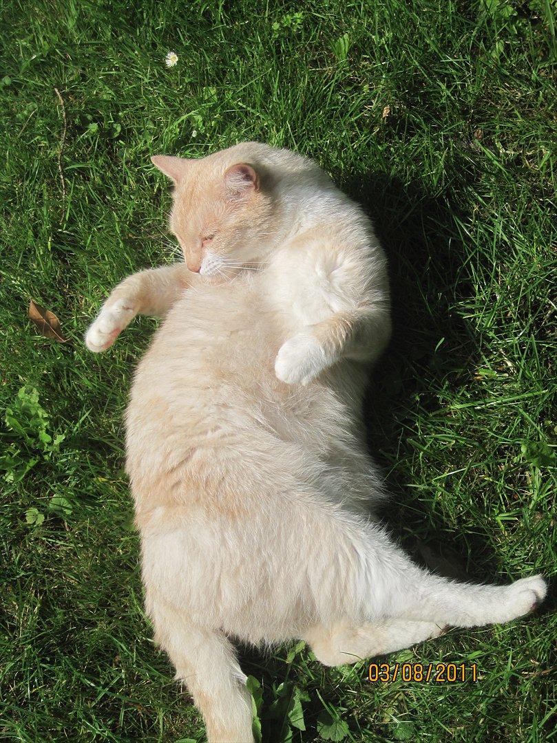 Blanding af racer Zimba | Tyksak! <3 - Hvor grim kan man være Zimba? xD billede 8