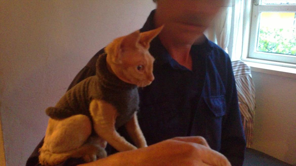 Devon Rex Simba - Varmer mig i min termostrømpe :-) billede 6