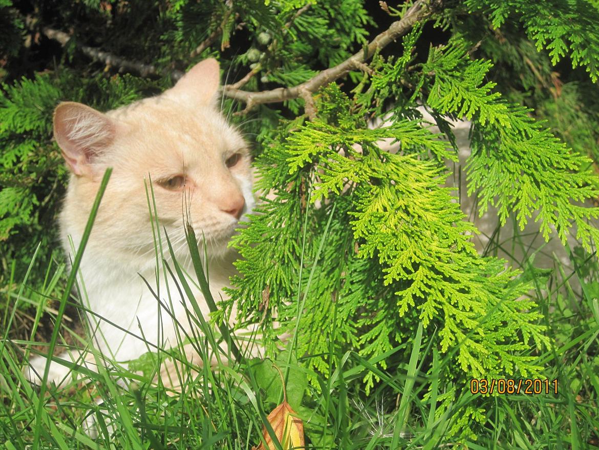 Blanding af racer Zimba | Tyksak! <3 - Farvel igen! smid en kommentár eller bedømmelse? d; billede 10