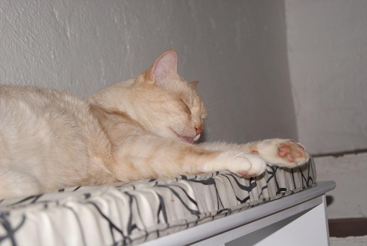 Blanding af racer Zimba | Tyksak! <3 - Morfar! *-: billede 9