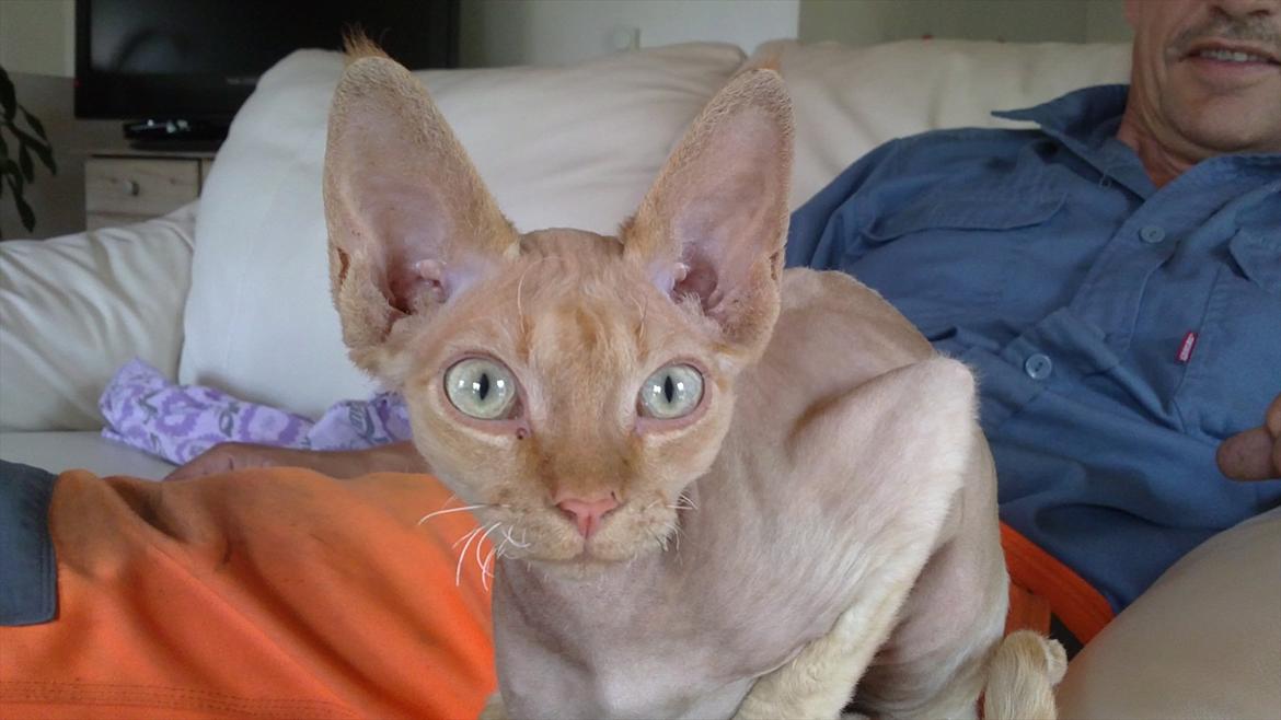 Devon Rex Simba billede 7