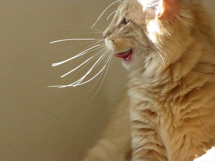 Norsk Skovkat Eddie billede 1