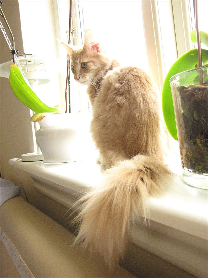 Norsk Skovkat Eddie billede 2