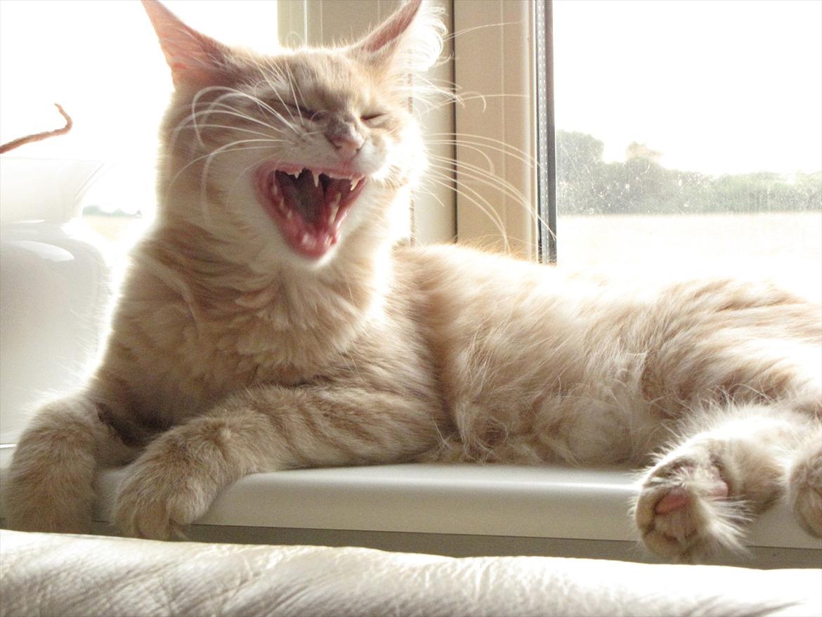 Norsk Skovkat Eddie billede 3