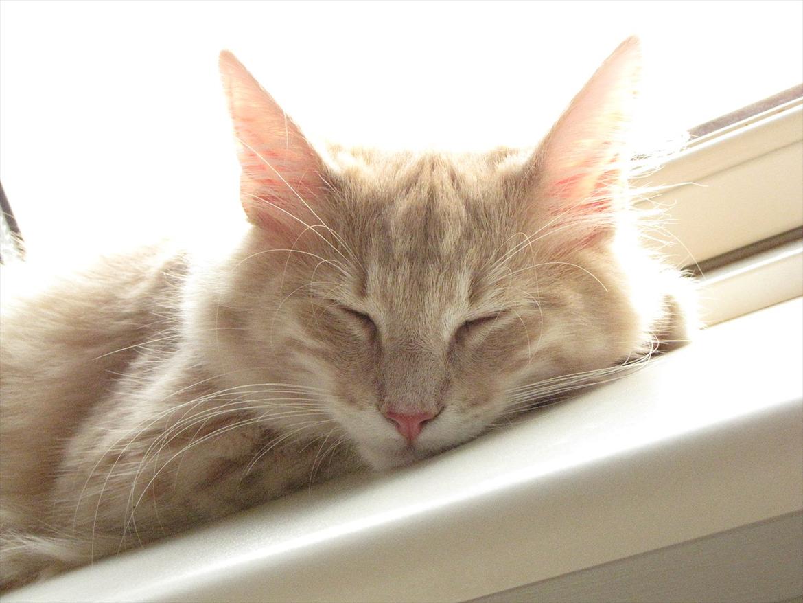 Norsk Skovkat Eddie billede 4