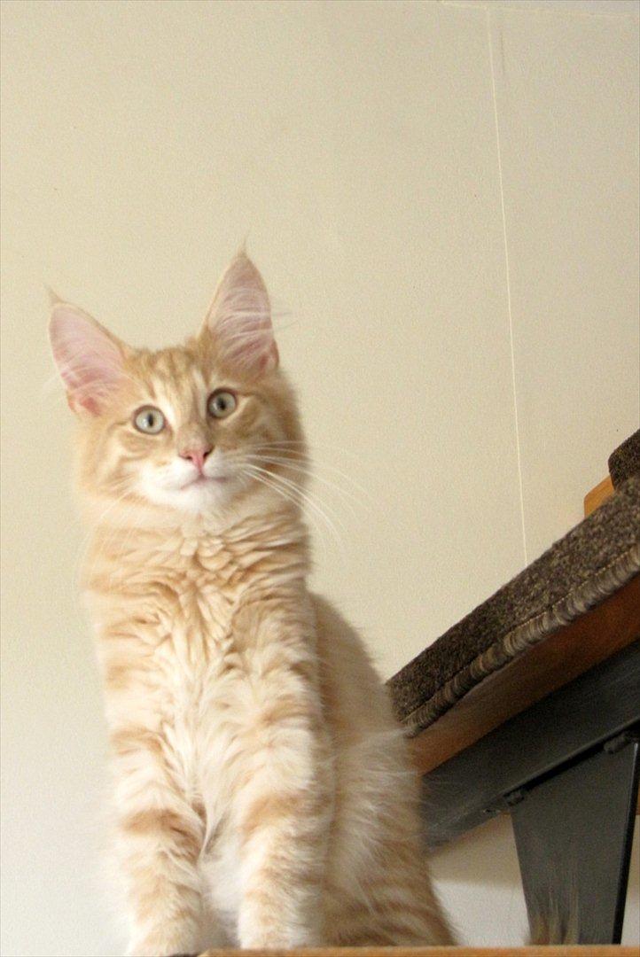 Norsk Skovkat Eddie billede 5