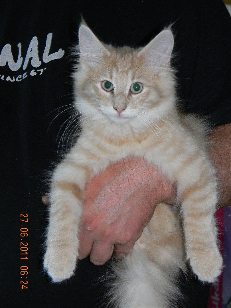 Norsk Skovkat Eddie billede 6